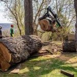 Best Tree Removal in Dade City: Safe & Efficient Solutions